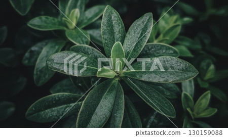 Lush green leaves covered in droplets after rain in a serene garden setting, showcasing nature's beauty Lush green leaves covered in droplets after rain in a serene garden setting, showcasing nature's beauty 130159088