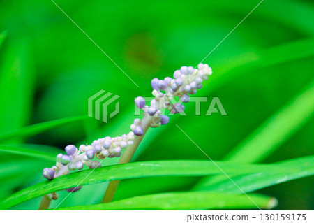 淡紫色的鈴蘭花蕾 130159175
