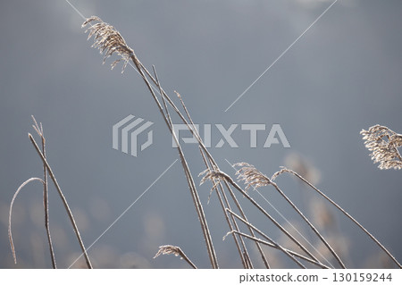 Dried reed with frost seen up close, set against a soft, blurred blue background 130159244