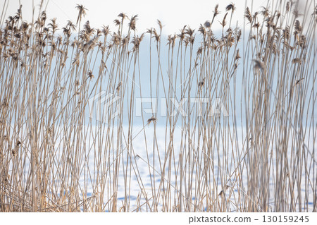 Dry reed stalks rise against a tranquil snowy backdrop Dry reed stalks rise against a tranquil snowy backdrop 130159245