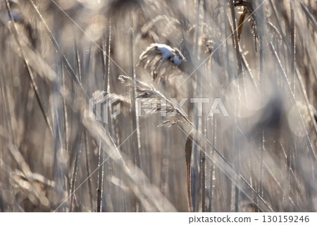 Snow covered reed shimmer in golden sunlight 130159246
