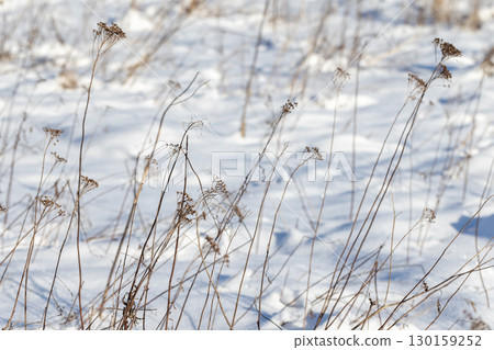 Abstract natural winter background photography featuring frozen dry tansy flowers Abstract natural winter background photography featuring frozen dry tansy flowers 130159252