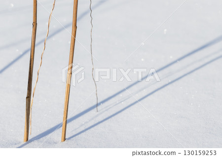 Dry reed stems create elegant shadows on a snowdrift, winter nature Dry reed stems create elegant shadows on a snowdrift, winter nature 130159253