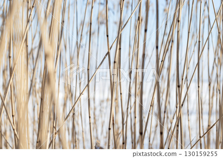 Dry reed stems stand against the white snow in a serene winter scene Dry reed stems stand against the white snow in a serene winter scene 130159255