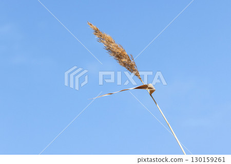 A single golden reed standing tall against a vibrant blue sky 130159261