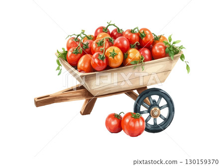 Wheelbarrow full of tomatoes vector illustration. 130159370