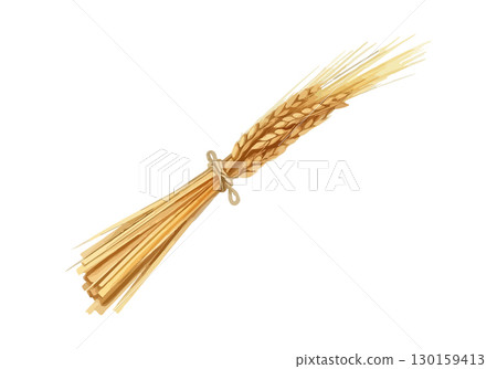 Watercolor vector illustration an ear of wheat. 130159413