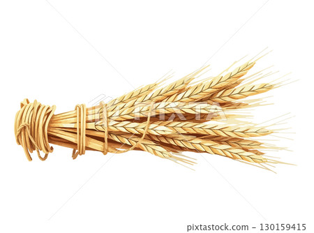 Watercolor vector illustration an ear of wheat. 130159415