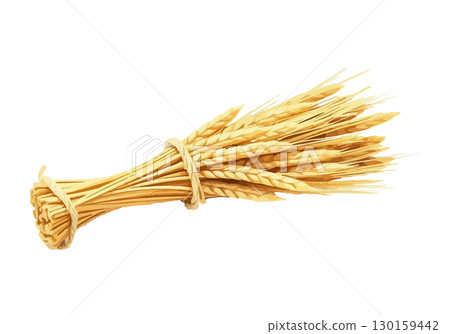 Watercolor vector illustration an ear of wheat. 130159442