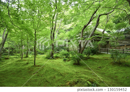 Summer at Gio-ji Temple's Green Garden (Ukyo Ward, Kyoto City) 130159452