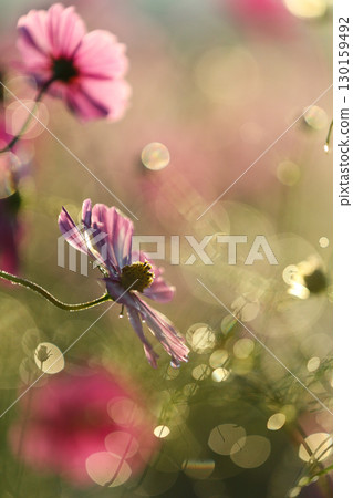 Lovely cosmos with morning dew and bokeh 130159492