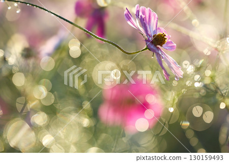 Cosmos wet with morning light and dewdrops_Top arrangement Cosmos wet with morning light and dewdrops_Top arrangement 130159493