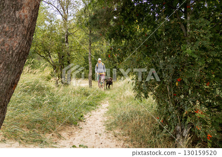 person walks two dogs on path in forest or park. Pet training with handler, professional dog walker. 130159520