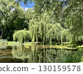Beautiful pond with lily pads and willow trees in summer 130159578