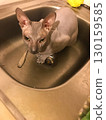 Hairless Sphynx cat sitting in a stainless steel kitchen sink before bath, funny home pet grooming and hygiene, close up indoors 130159585
