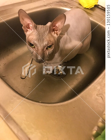 Hairless Sphynx cat sitting in a stainless steel kitchen sink before bath, funny home pet grooming and hygiene, close up indoors 130159585