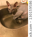 Hairless Sphynx cat sitting in a stainless steel kitchen sink before bath, funny home pet grooming and hygiene, close up indoors 130159586