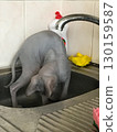 Curious sphynx cat bending over in a kitchen sink under running water playful pet bath time at home 130159587