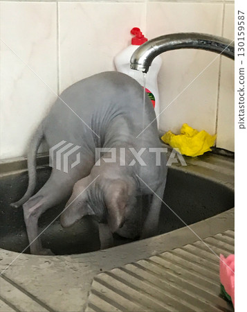 Curious sphynx cat bending over in a kitchen sink under running water playful pet bath time at home Curious sphynx cat bending over in a kitchen sink under running water playful pet bath time at home 130159587