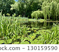 Beautiful pond with lily pads and willow trees in summer 130159590