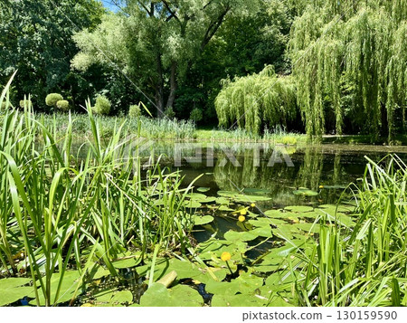 Beautiful pond with lily pads and willow trees in summer 130159590