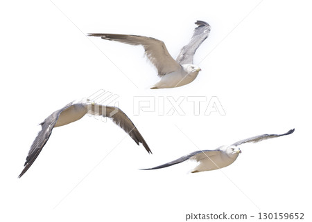 Clipped image of a flying black-tailed gull 130159652
