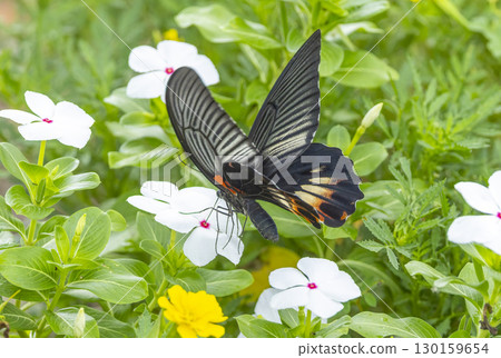 大摩門燕尾蝶在花壇裡吸食花蜜 大摩門燕尾蝶在花壇裡吸食花蜜 130159654