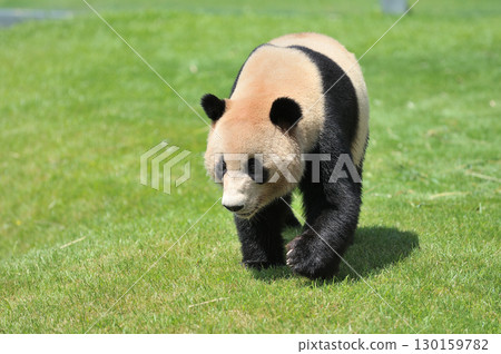 Akehama taking a walk 130159782