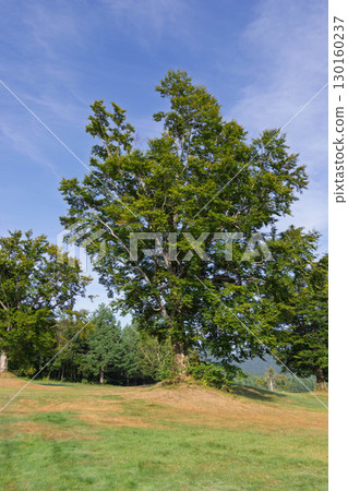 Okushiga Kogen in the summer Okushiga Kogen in the summer 130160237