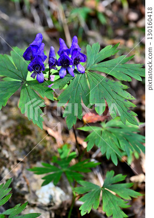 Aconite on Mount Shoji in the Misaka Mountains 130160418