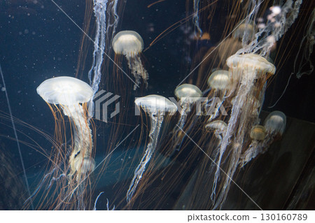 Willow jellyfish at Kamo Aquarium 130160789