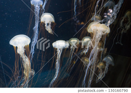 Willow jellyfish at Kamo Aquarium 130160790