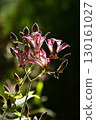 Hototogisu flower 130161027