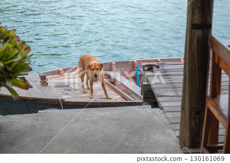 Dog standing on wooden boat near dock by the water 130161069