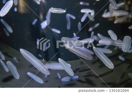 Deep-sea jellyfish at Kamo Aquarium 130161084