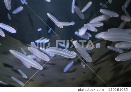 Deep-sea jellyfish at Kamo Aquarium 130161085