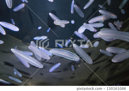 加茂水族館的深海水母 130161086