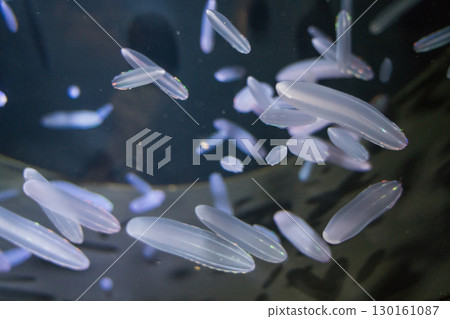 Deep-sea jellyfish at Kamo Aquarium 130161087