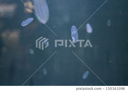 加茂水族館的瓜水母 130161096