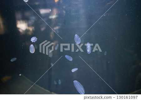 Melon jellyfish at Kamo Aquarium 130161097