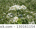 Buckwheat flowers 130161154