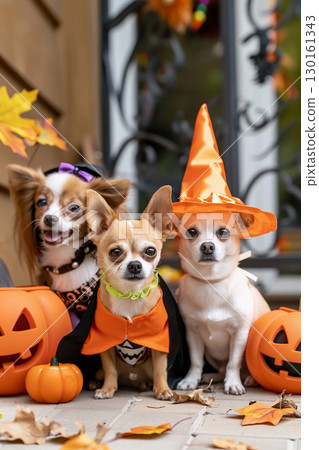 Three small dogs dressed up for Halloween 130161343