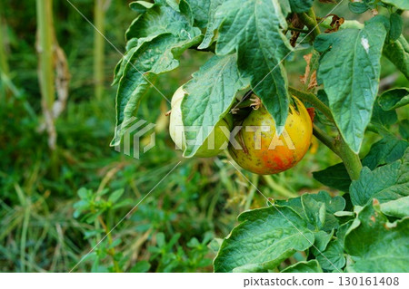 Fruits on tomato bush, the peel of which is covered with numerous scars over entire surface and deep tear emanating from middle. Chemical burns of plants, incorrect dosage of preparations, acid rain 130161408