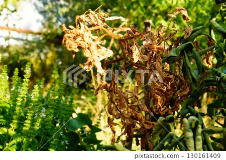 Completely dried tomato bush is one of the first among others in the garden bed, ability of individual plants and varieties to withstand diseases and viruses. Problems of breeders, farmers, gardeners 130161409