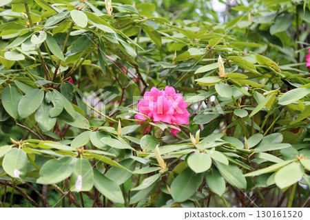 杜鵑花 杜鵑花 130161520
