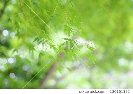 清新翠綠的楓葉 130161522