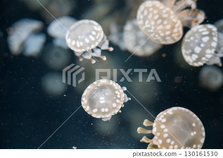 加茂水族館後台之旅（章魚水母） 130161530