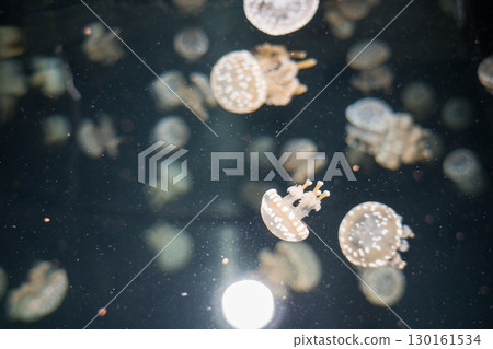 加茂水族館後台之旅（章魚水母） 130161534