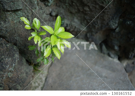 Healing plants at Tamagawa Sengen Shrine - A quiet and refreshing summer morning scene (Ota Ward, Tokyo) 130161552