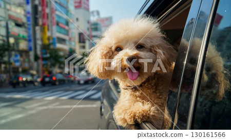 一隻快樂微笑的貴賓犬駕車穿過小鎮 130161566